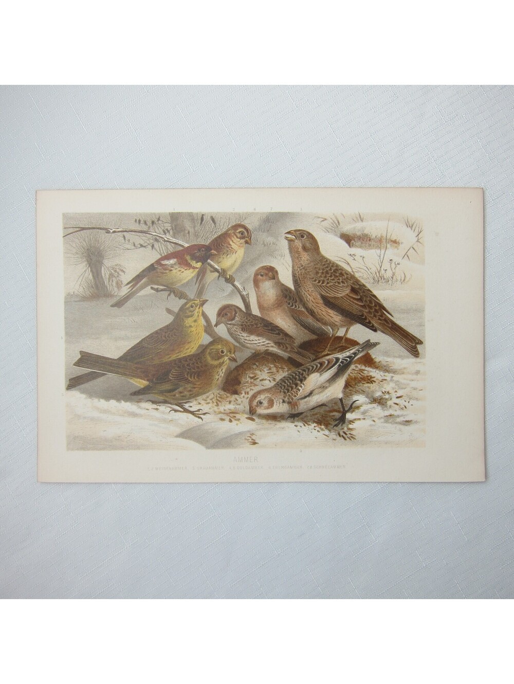 Antique Bird Print Lithograph Yellowhammer Dwarf Sparrow Corn Snow Bunting 1882